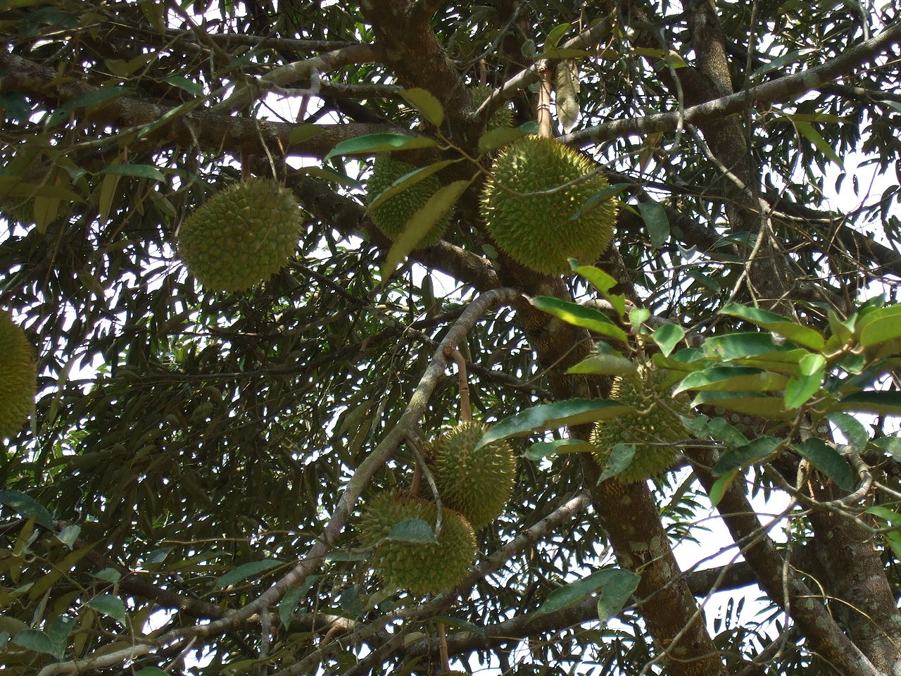 Les superfruits : durian