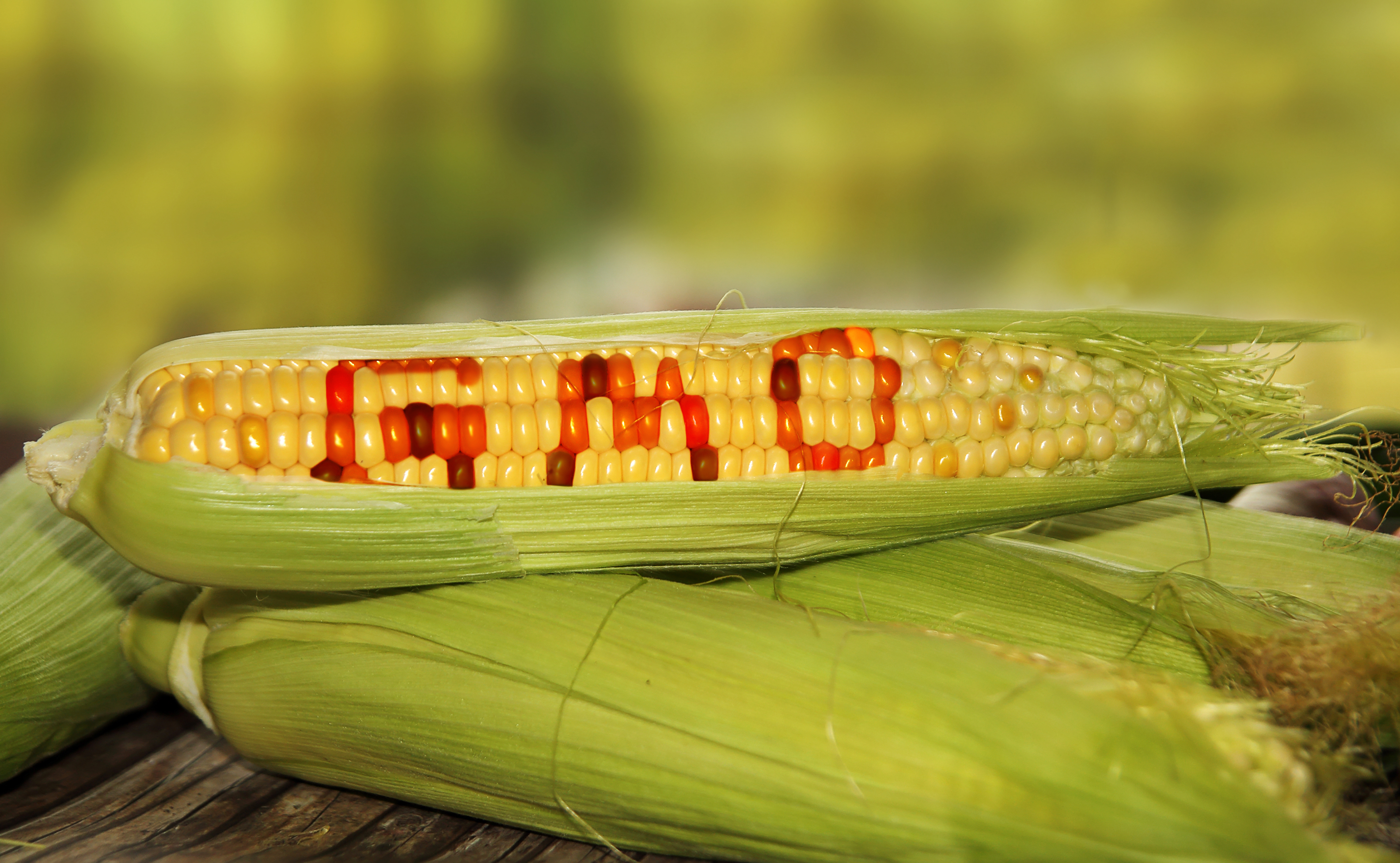 Aliments OGM vs Aliments bio